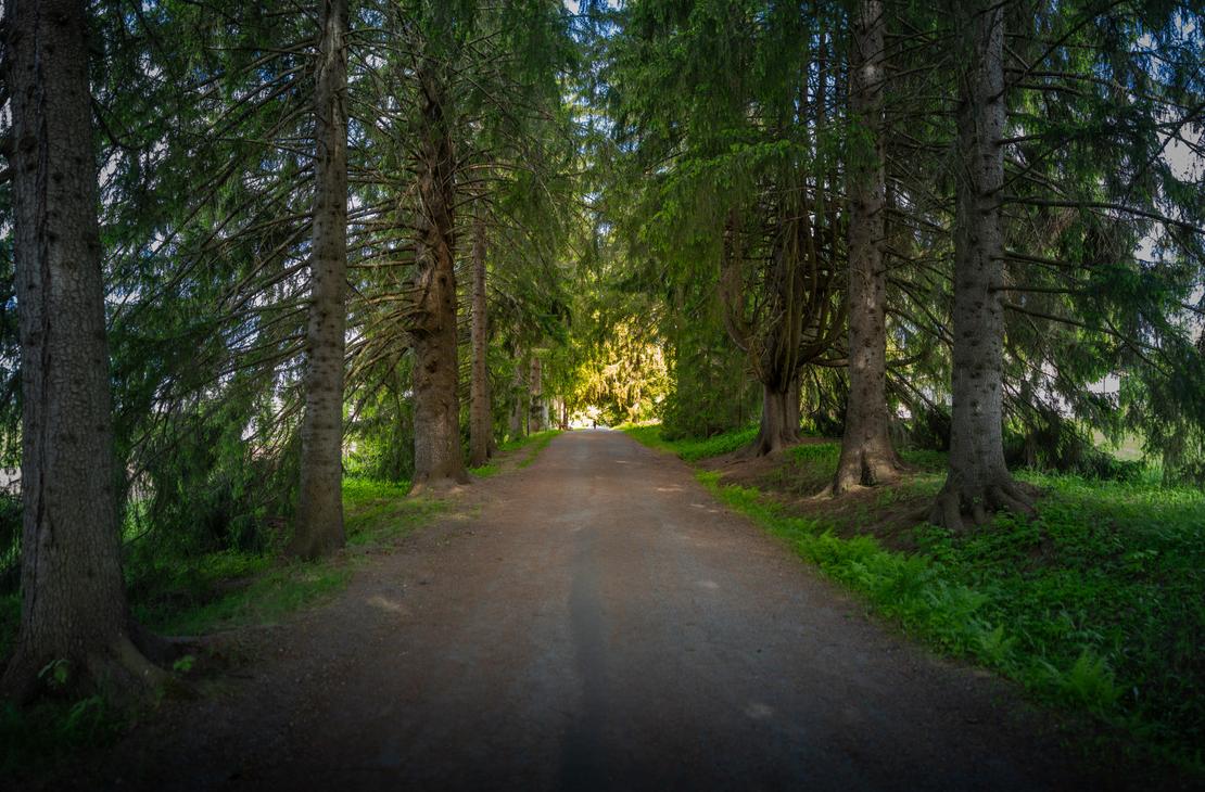 Valamon luostarin kuusikuja: hiekkatie, jota reunustavat molemmin puolin korkeat ja tuuheat kuuset, muodostaen varjoisan k&auml;yt&auml;v&auml;n. Kujan p&auml;&auml;ss&auml; loistaa kirkas auringonvalo.