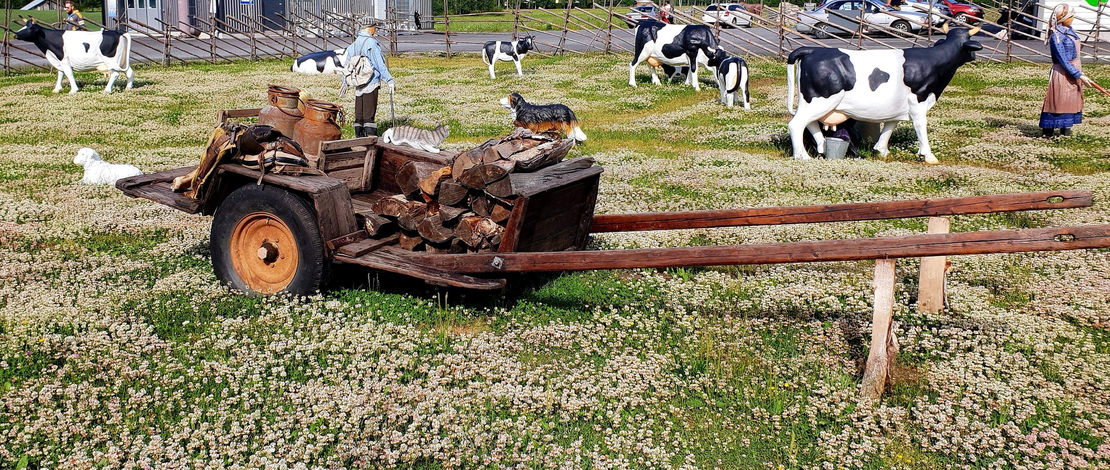 Laaja kuva Juuan Apteekin perinnepihasta aurinkoisena päivänä. Etualalla, keskellä niittyä, joka on täynnä valkoista apilaa, on vanha puinen kottikärry tai vankkurin osa täynnä polttopuita. Taustalla on aitauksessa useita mustavalkoisia lehmäpatsaita ja yksi pienempi, tumma koirapatsas. Oikealla näkyy nurmialueella nukke tai patsas perinteisissä vaatteissa. Pihalla on puinen aitaus, jonka takana näkyy parkkipaikka ja rakennuksia.