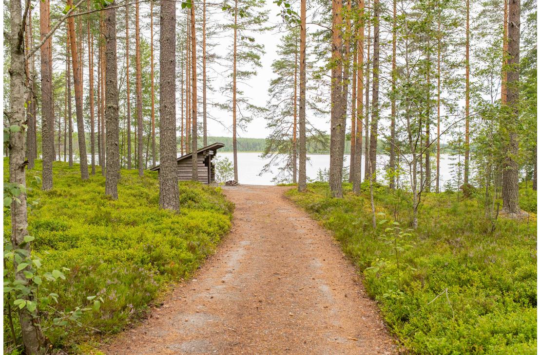 Hiekkapolku m&auml;ntymets&auml;n l&auml;pi kohti rannassa siint&auml;v&auml;&auml; puista laavua ja j&auml;rve&auml;. Maastossa kasvaa runsaasti vihre&auml;&auml; varvikkoa.