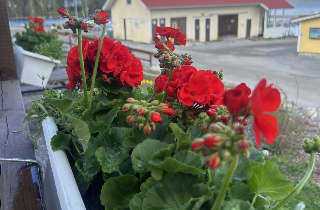 kukkalaatikossa: Lähikuva kirkkaanpunaisista pelargonioista valkoisessa kukkalaatikossa. Taustalla näkyy epätarkkana ravintolan keltainen rakennus ja sininen taivas.