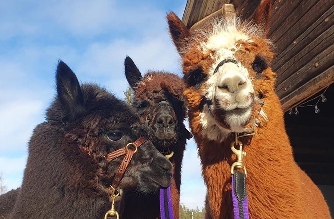 L&auml;hikuva kolmesta alpakasta tai laamasta ulkona aitauksessa tai suojan edess&auml;, todenn&auml;k&ouml;isesti &Auml;ksyt &Auml;mm&auml;t -yrityksen el&auml;imist&auml;. Oikealla on kirkkaan oranssinruskea el&auml;in, jolla on valkoinen otsa, ja kaksi muuta ovat tummanruskeita tai mustia. Kaikilla el&auml;imill&auml; on suitset ja ne katsovat kohti kameraa. Taustalla n&auml;kyy puinen rakennus ja sininen taivas.