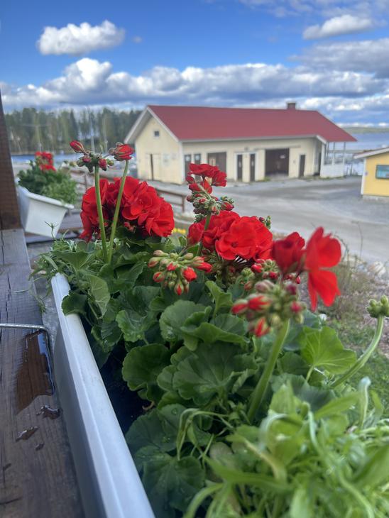 kukkalaatikossa: Lähikuva kirkkaanpunaisista pelargonioista valkoisessa kukkalaatikossa. Taustalla näkyy epätarkkana ravintolan keltainen rakennus ja sininen taivas.