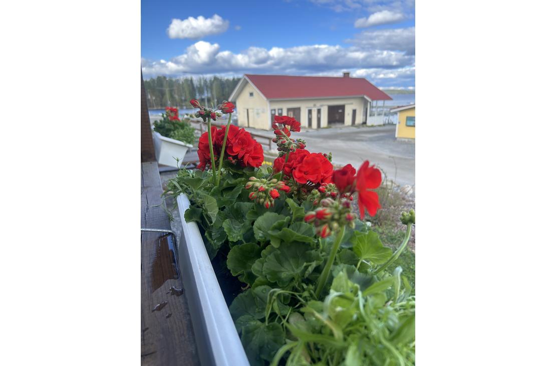 kukkalaatikossa: Lähikuva kirkkaanpunaisista pelargonioista valkoisessa kukkalaatikossa. Taustalla näkyy epätarkkana ravintolan keltainen rakennus ja sininen taivas.