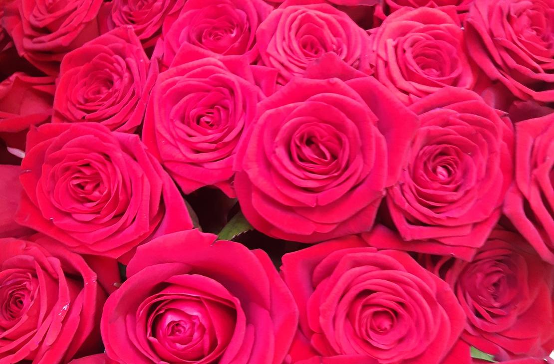 L&auml;hikuva Kukkakauppa Kein&auml;nen KY:n myym&auml;st&auml; suuresta, tiiviist&auml; punaisesta ruusukimpusta. Ruusut ovat avautuneita ja niiss&auml; on tummanpunainen s&auml;vy. Kimpun yl&auml;osassa n&auml;kyy pieni&auml; vihreit&auml; lehti&auml; ja taustalla erottuu himme&auml;sti muutama keltainen kukka.