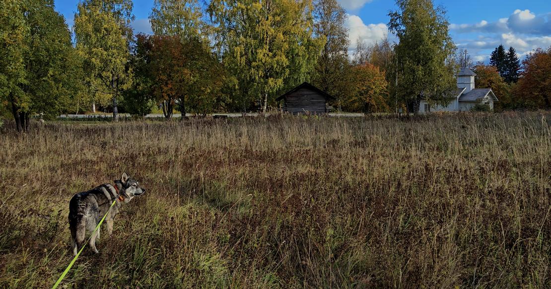 Kultainen, korjattu peltoaukea syksyisessä auringonpaisteessa. Taustalla näkyy värikkäitä lehtipuita, havumetsää ja pieniä puurakennuksia.