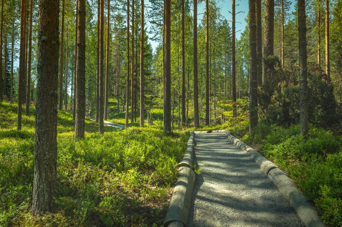 Ilomantsin Sotatien Öykkösenvaaran taistelualue. Hiekkapolku alueella.