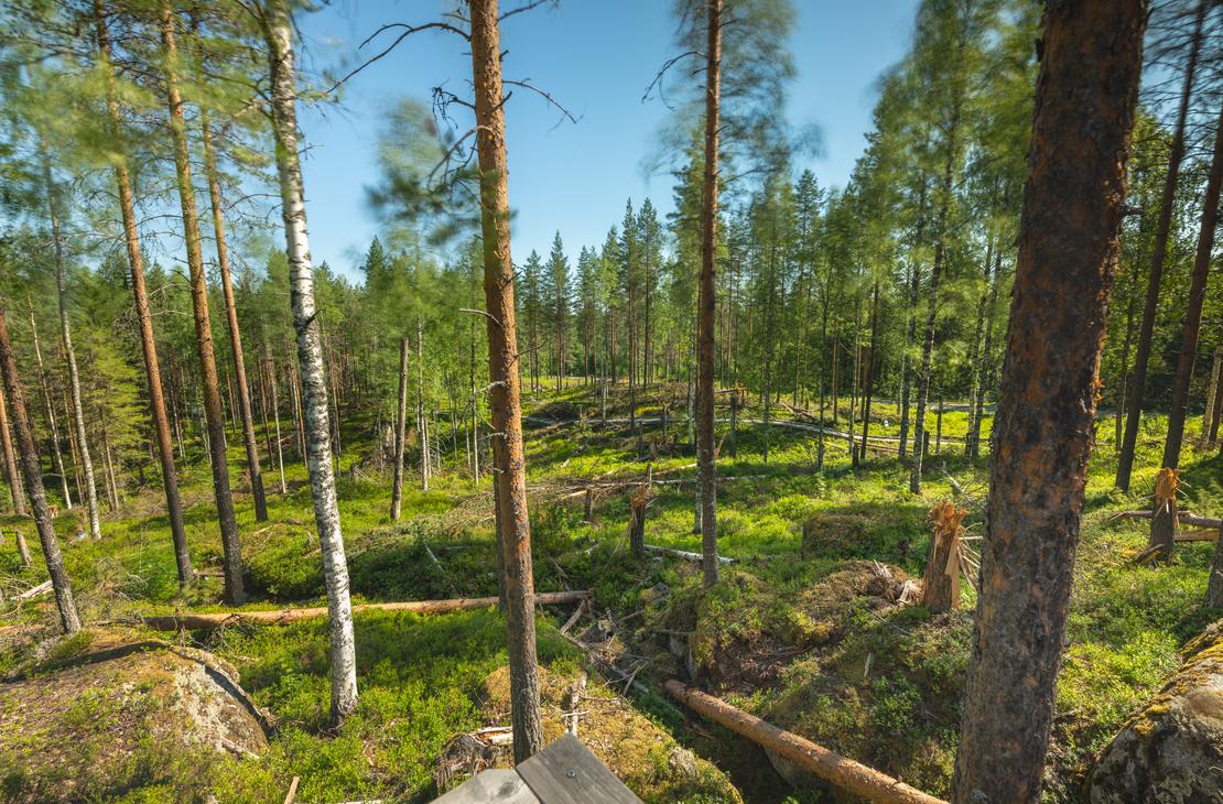 Ilomantsin Sotatien Öykkösenvaaran taistelualue.