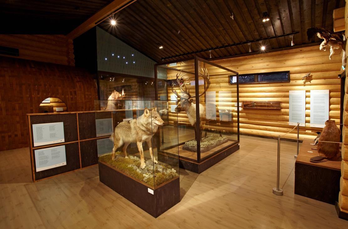 Luontonäyttely hirsirakennuksessa, jossa on täytettyjä eläimiä lasivitriineissä. Etualalla on susi ja taustalla metsäpeura. Hirsisellä seinällä on infotauluja ja oikealla näkyy täytetty majava.