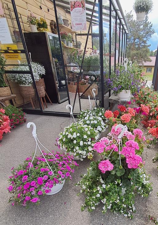 Lähikuva myymälän edustalla olevista kukkaryhmistä, joissa on muun muassa punaisia ja vaaleanpunaisia pelargonioita sekä riippuvia kukkia.