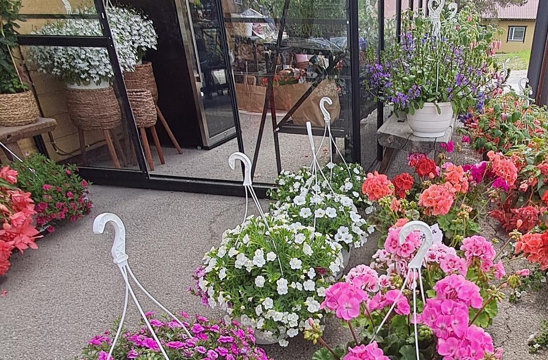 Lähikuva myymälän edustalla olevista kukkaryhmistä, joissa on muun muassa punaisia ja vaaleanpunaisia pelargonioita sekä riippuvia kukkia.
