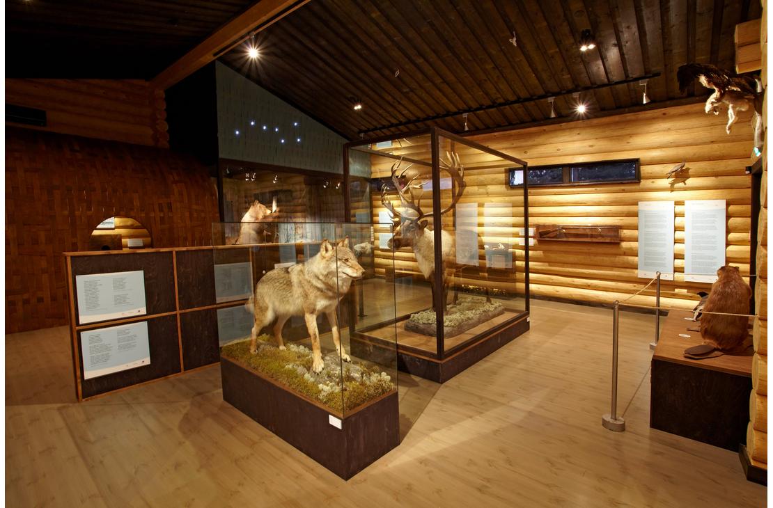Luontonäyttely hirsirakennuksessa, jossa on täytettyjä eläimiä lasivitriineissä. Etualalla on susi ja taustalla metsäpeura. Hirsisellä seinällä on infotauluja ja oikealla näkyy täytetty majava.