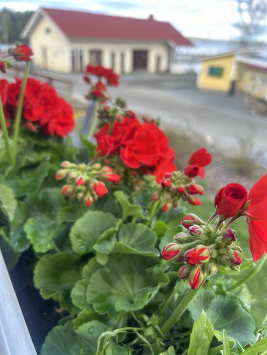 kukkalaatikossa: Lähikuva kirkkaanpunaisista pelargonioista valkoisessa kukkalaatikossa. Taustalla näkyy epätarkkana ravintolan keltainen rakennus ja sininen taivas.