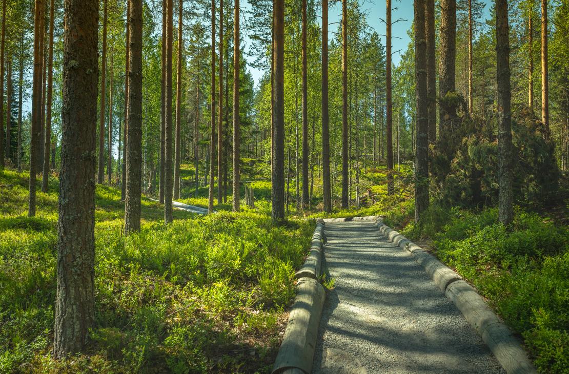 Ilomantsin Sotatien Öykkösenvaaran taistelualue. Hiekkapolku alueella.