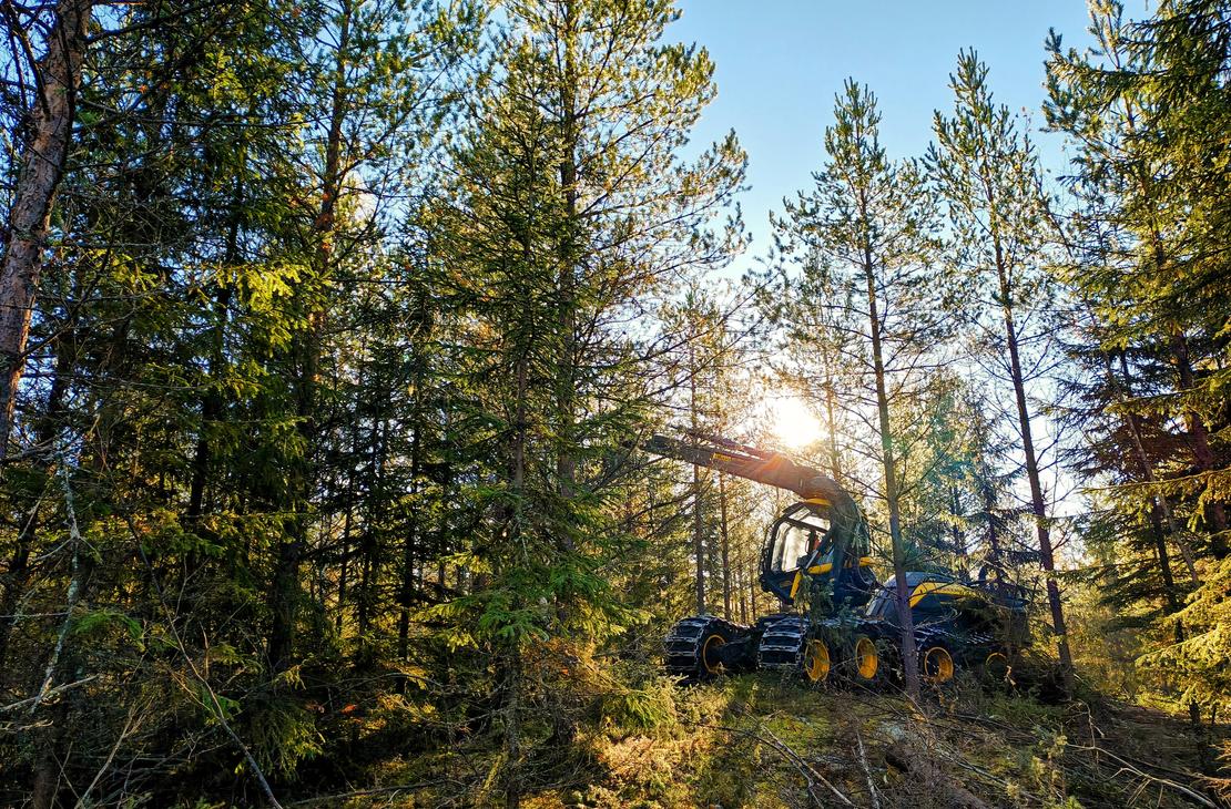 Ensiharvennusmetsässä oleva Ponsse Scorpion metsäkone.