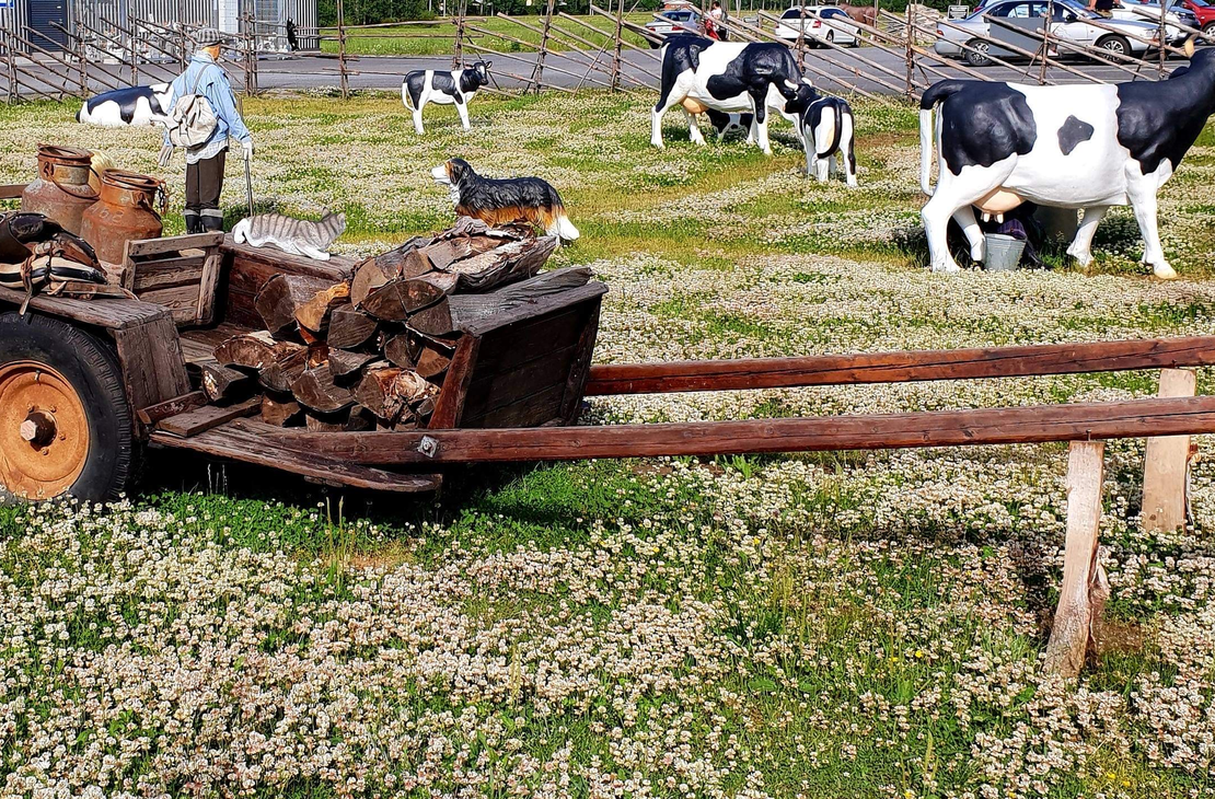 Laaja kuva Juuan Apteekin perinnepihasta aurinkoisena päivänä. Etualalla, keskellä niittyä, joka on täynnä valkoista apilaa, on vanha puinen kottikärry tai vankkurin osa täynnä polttopuita. Taustalla on aitauksessa useita mustavalkoisia lehmäpatsaita ja yksi pienempi, tumma koirapatsas. Oikealla näkyy nurmialueella nukke tai patsas perinteisissä vaatteissa. Pihalla on puinen aitaus, jonka takana näkyy parkkipaikka ja rakennuksia.