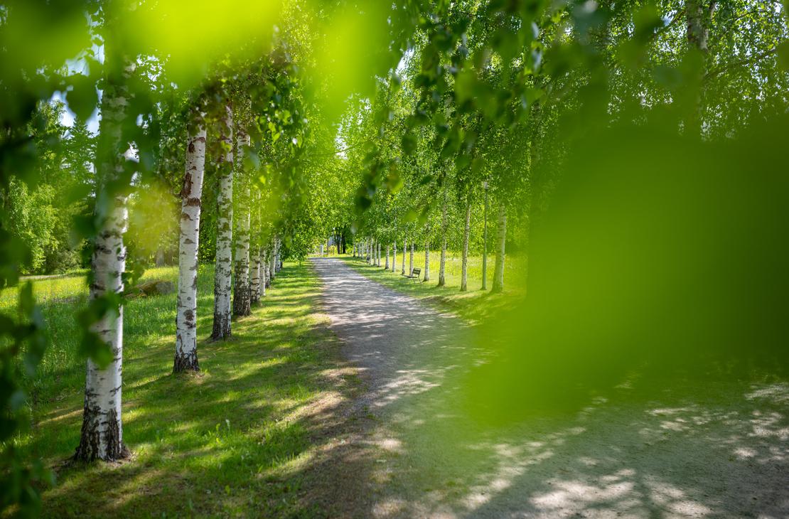 aloisa hiekkatie kulkee suoraan eteenpäin Lintulan luostarin vehreän koivukujan läpi. Auringonvalo siivilöityy lehtien läpi luoden varjoja tielle.