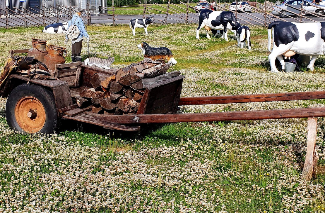 Laaja kuva Juuan Apteekin perinnepihasta aurinkoisena päivänä. Etualalla, keskellä niittyä, joka on täynnä valkoista apilaa, on vanha puinen kottikärry tai vankkurin osa täynnä polttopuita. Taustalla on aitauksessa useita mustavalkoisia lehmäpatsaita ja yksi pienempi, tumma koirapatsas. Oikealla näkyy nurmialueella nukke tai patsas perinteisissä vaatteissa. Pihalla on puinen aitaus, jonka takana näkyy parkkipaikka ja rakennuksia.