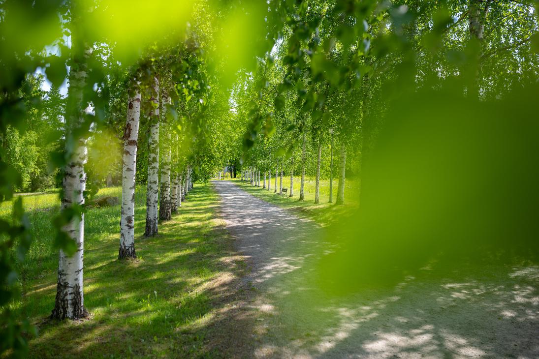 aloisa hiekkatie kulkee suoraan eteenpäin Lintulan luostarin vehreän koivukujan läpi. Auringonvalo siivilöityy lehtien läpi luoden varjoja tielle.