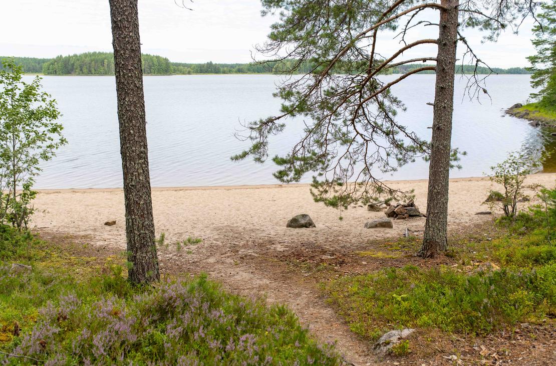 Näkymä kahden männyn rungon välistä vaalealle hiekkarannalle ja tyynelle järvelle. Etualalla on hiekkainen polku ja kanervikkoa.