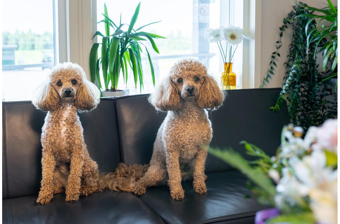 Kuva esittää kahta samankaltaista, hoitolaitettua, aprikoosinväristä kääpiö- tai toy-villakoiraa istumassa tummalla sohvalla ikkunan edessä. Koirat katsovat suoraan kameraan. Ikkunalaudalla ja etualalla on viherkasveja, mikä luo kodikkaan vaikutelman. Nämä koirat ovat todennäköisesti apteekin "lemmikkejä" tai maskotteja, jotka liittyvät Juuan Apteekin markkinointiin.