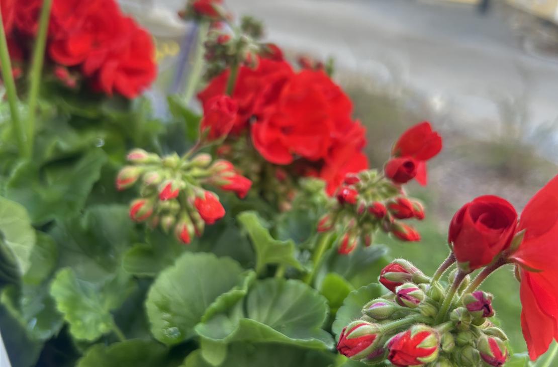 kukkalaatikossa: Lähikuva kirkkaanpunaisista pelargonioista valkoisessa kukkalaatikossa. Taustalla näkyy epätarkkana ravintolan keltainen rakennus ja sininen taivas.