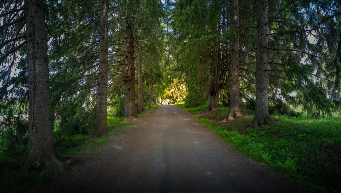 Valamon luostarin kuusikuja: hiekkatie, jota reunustavat molemmin puolin korkeat ja tuuheat kuuset, muodostaen varjoisan käytävän. Kujan päässä loistaa kirkas auringonvalo.