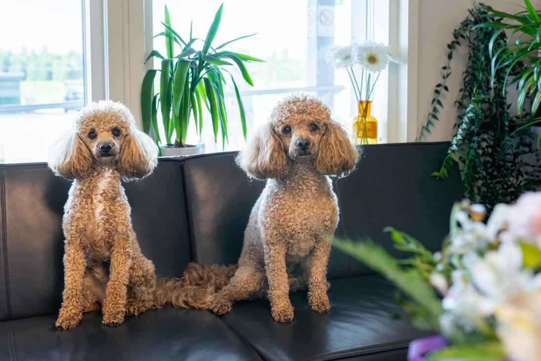 Kuva esittää kahta samankaltaista, hoitolaitettua, aprikoosinväristä kääpiö- tai toy-villakoiraa istumassa tummalla sohvalla ikkunan edessä. Koirat katsovat suoraan kameraan. Ikkunalaudalla ja etualalla on viherkasveja, mikä luo kodikkaan vaikutelman. Nämä koirat ovat todennäköisesti apteekin "lemmikkejä" tai maskotteja, jotka liittyvät Juuan Apteekin markkinointiin.