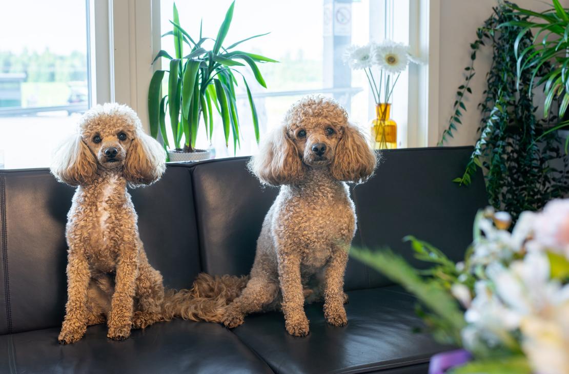 Kuva esittää kahta samankaltaista, hoitolaitettua, aprikoosinväristä kääpiö- tai toy-villakoiraa istumassa tummalla sohvalla ikkunan edessä. Koirat katsovat suoraan kameraan. Ikkunalaudalla ja etualalla on viherkasveja, mikä luo kodikkaan vaikutelman. Nämä koirat ovat todennäköisesti apteekin "lemmikkejä" tai maskotteja, jotka liittyvät Juuan Apteekin markkinointiin.