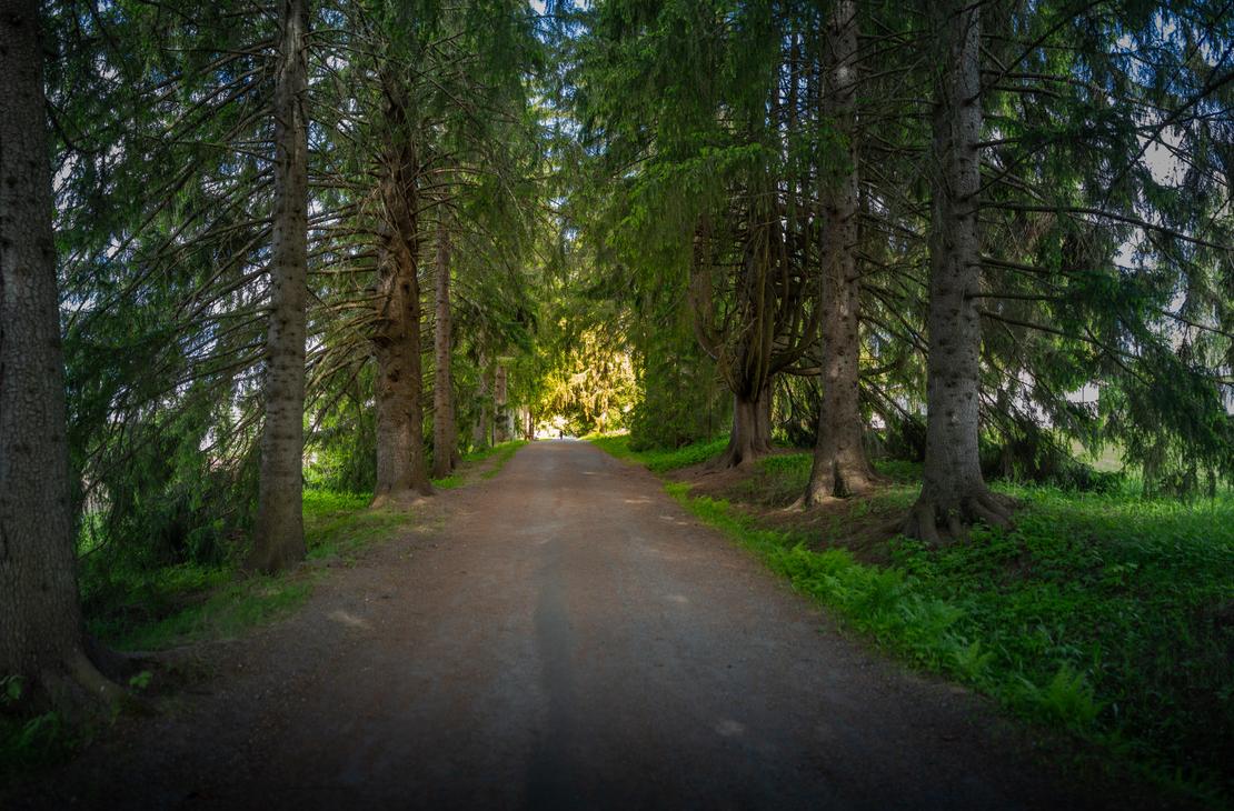 Valamon luostarin kuusikuja: hiekkatie, jota reunustavat molemmin puolin korkeat ja tuuheat kuuset, muodostaen varjoisan käytävän. Kujan päässä loistaa kirkas auringonvalo.