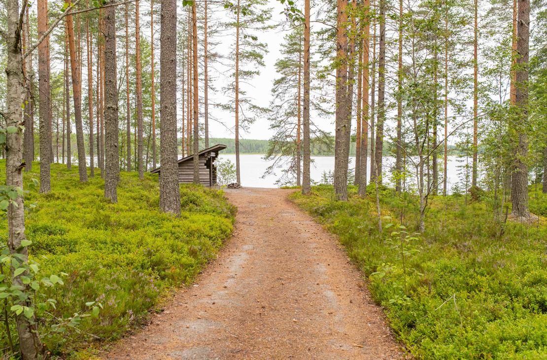 Hiekkapolku m&auml;ntymets&auml;n l&auml;pi kohti rannassa siint&auml;v&auml;&auml; puista laavua ja j&auml;rve&auml;. Maastossa kasvaa runsaasti vihre&auml;&auml; varvikkoa.