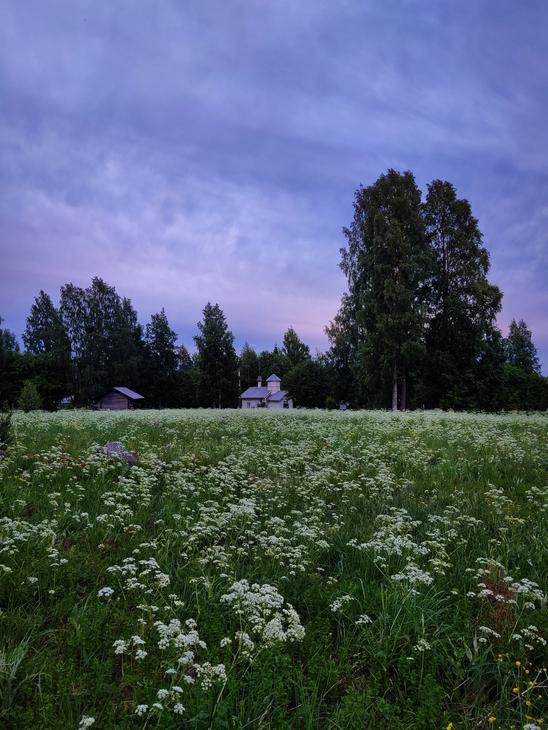 Laaja niitty täynnä valkoisia kukkia hämärtyvässä illassa. Taustalla näkyy tumma metsän siluetti ja pieni rakennus purppuraisen taivaan alla.
