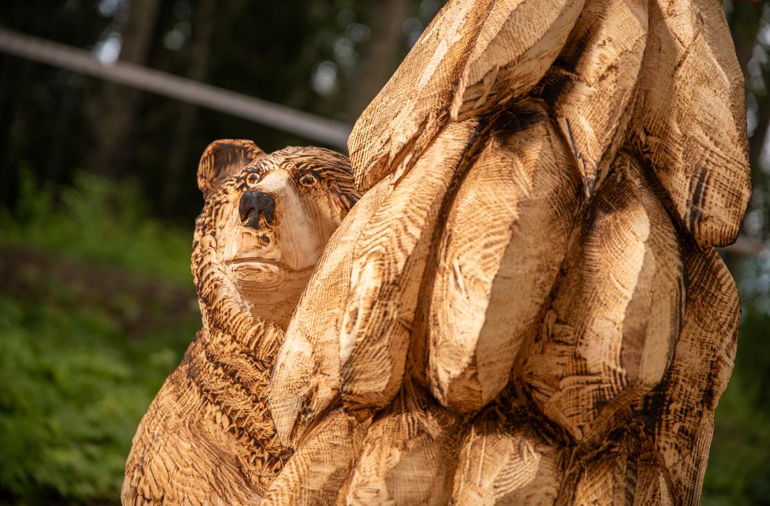Lähikuva moottorisahalla veistetystä karhupatsaasta. Patsas on veistetty puusta, ja sen pinta on jätetty osittain karkeaksi ja osittain poltettu tummemmaksi yksityiskohtien korostamiseksi (esim. karhun turkki). Karhun ilme on tarkkaavainen, ja se kurkistaa suuren, karkeasti veistetyn esineen takaa. Taustalla näkyy epätarkkana vihreää kasvillisuutta ja puita.