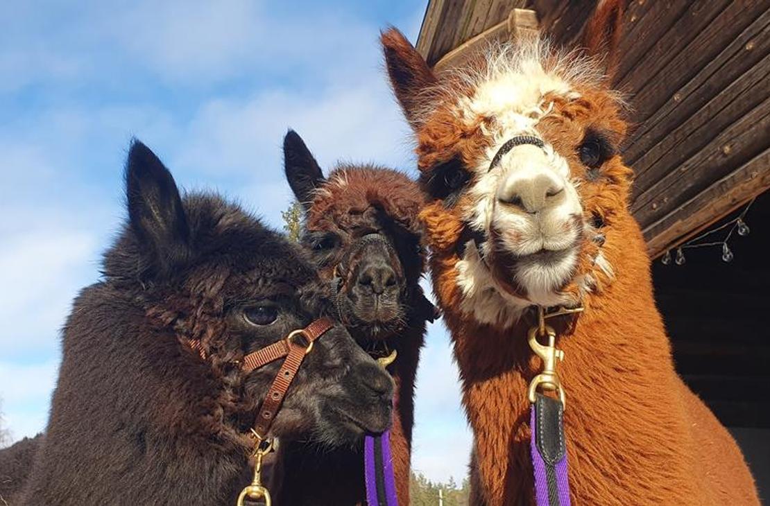 Lähikuva kolmesta alpakasta tai laamasta ulkona aitauksessa tai suojan edessä, todennäköisesti Äksyt Ämmät -yrityksen eläimistä. Oikealla on kirkkaan oranssinruskea eläin, jolla on valkoinen otsa, ja kaksi muuta ovat tummanruskeita tai mustia. Kaikilla eläimillä on suitset ja ne katsovat kohti kameraa. Taustalla näkyy puinen rakennus ja sininen taivas.