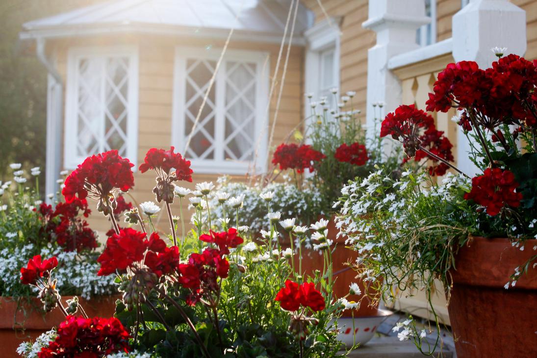 Punaisia pelargonioita ja valkoisia kesäkukkia saviruukuissa Möhkön ruukkimuseon keltaisen puurakennuksen edustalla pehmeässä auringonvalossa.