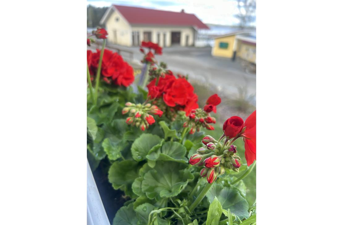 kukkalaatikossa: Lähikuva kirkkaanpunaisista pelargonioista valkoisessa kukkalaatikossa. Taustalla näkyy epätarkkana ravintolan keltainen rakennus ja sininen taivas.